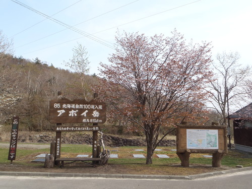 05031アポイ岳桜.jpg