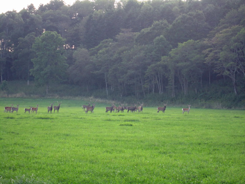 エゾシカの群れ（岡田）.jpg